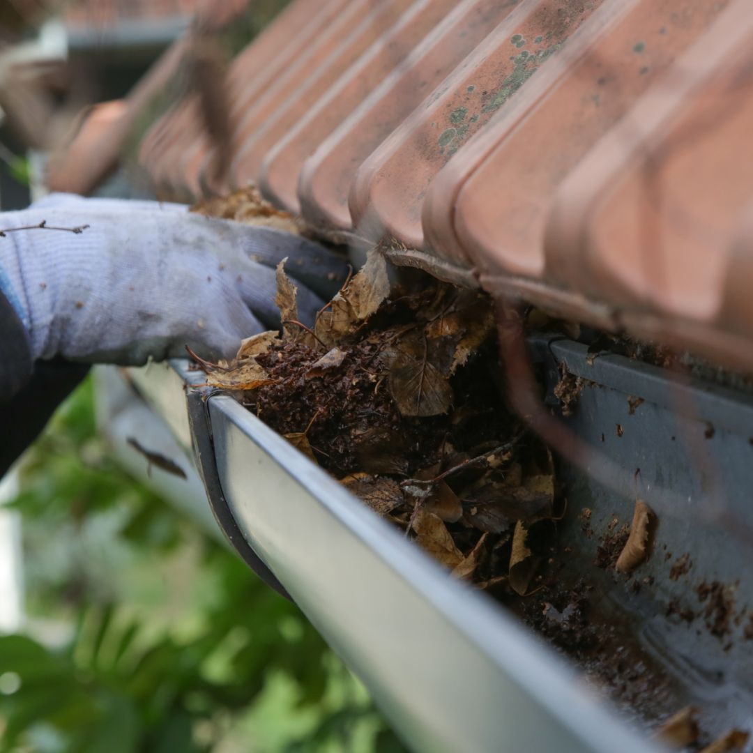 Cleaning leaves out of a rain gutter