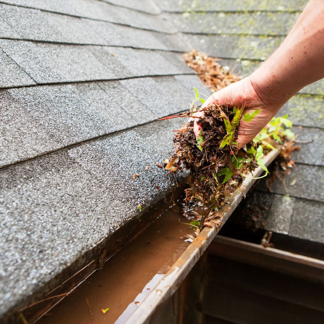 Gutter full of leaves before cleaning